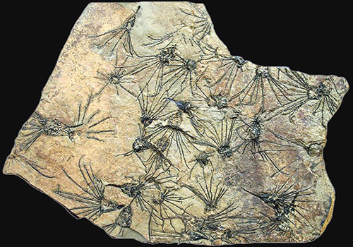 Massenansammlung von Gogia, einem frühen Echinodermen aus dem Mittelkambrium von Idaho, USA